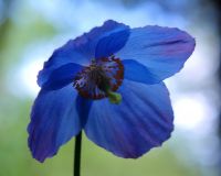 Excellent blue poppy like flowers with yellow stamens